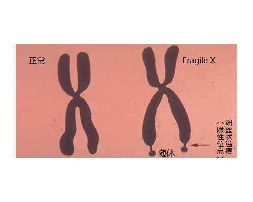 国内代怀价格表,第三代试管过程以及时间安排  [一清二楚了解整个过程]