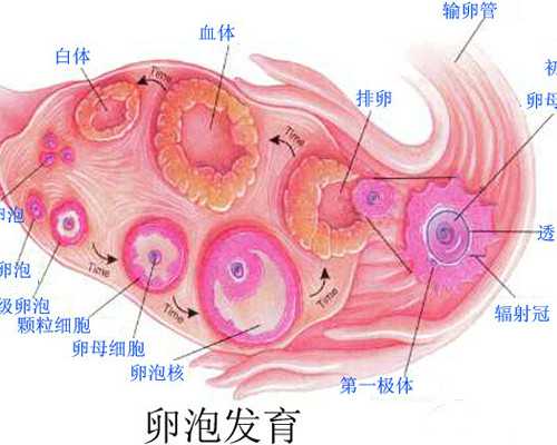 国内供卵费用明细,试管前在月经第几天做检查
